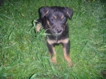 cucciolo_pastore