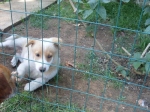 cucciolominturno1