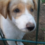 cucciolominturno1_copy