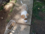 cucciolominturno2