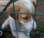 cucciolominturno2_copy_copy