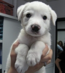 cucciolomuraimg_6407