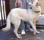 diana4