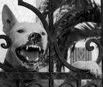 dog33