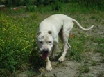 drago