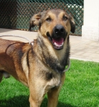 duke1