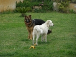 fiorerex_01
