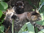 gattini