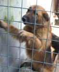 giulianofeb_087