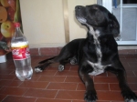 imm_cane1