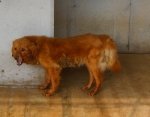 iostomalegiu3