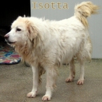 isotta