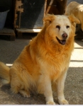 jhonnybello2