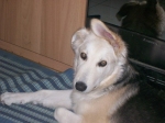 kimo2