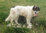macchia2