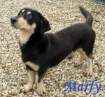 marfy_2