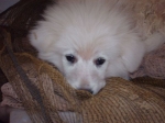 marley