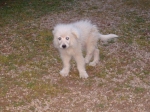marley3
