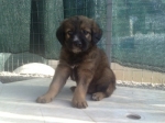 maschio