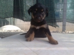 maschio3