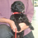 mini_cagnolina_salaria