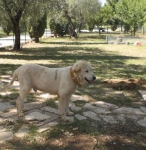mitico1ok