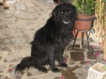 nerina
