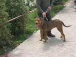 papillon100