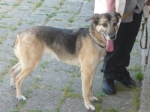 pastorella