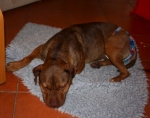 pitbull_01