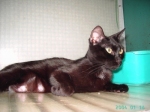 puntina1