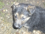 quattro_cuccioli_018