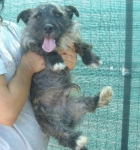 schnautzer-bassotto