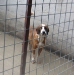 segugetto_img_0136