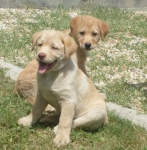 simil_labrador3