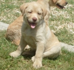 simillabrador1