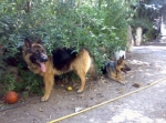 stella_e_black