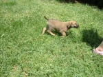 tania