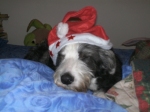 tiglio_natale