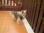 toby