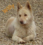willy_2