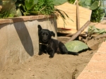 nerina
