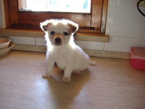 tito1