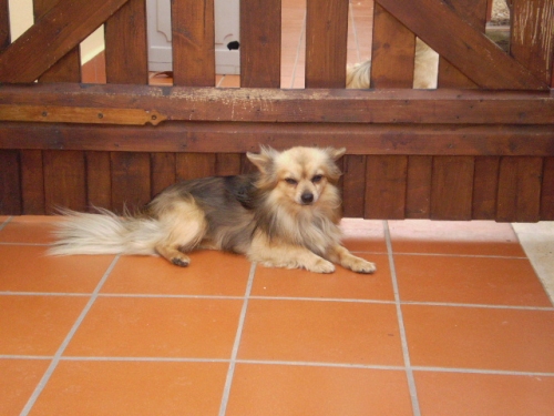 toby1
