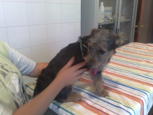 yorkina_6_mesi