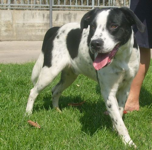 1552_09-cane-muratella