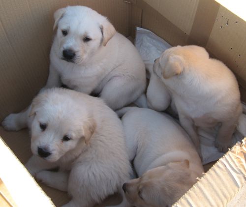 4_cucciolissimi