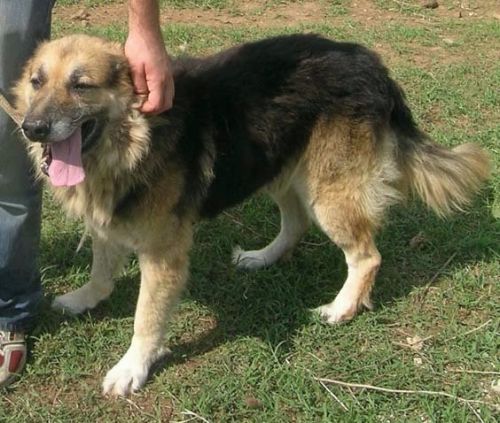 Aldo
