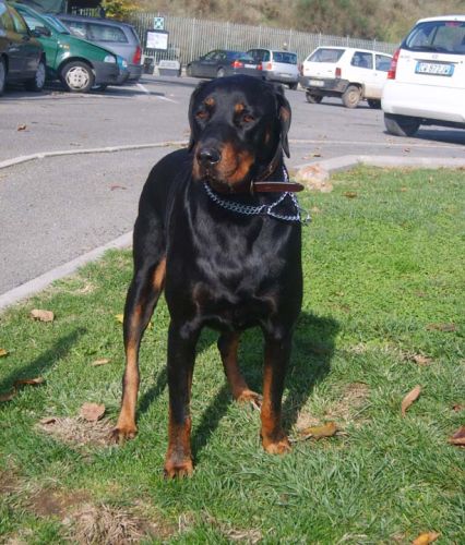 Asha
