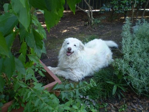Charlot_x_cucciolissimi_n.3